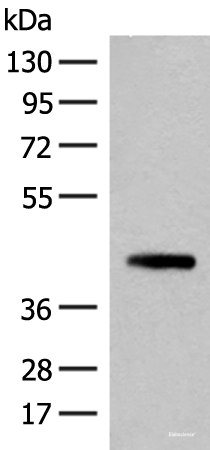 Western blot analysis of 293T cell lysate using SMS Polyclonal Antibody at dilution of 1:500