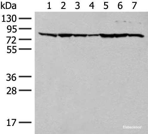 Western blot analysis of HT-29 NIH/3T3 231 Hela RAW264.7 K562 and LOVO cell lysates using TUBGCP4 Polyclonal Antibody at dilution of 1:300