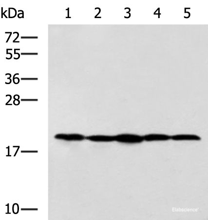 Western blot analysis of Jurkat NIH/3T3 Raji 231 and A172 cell lysates using RPS11 Polyclonal Antibody at dilution of 1:700