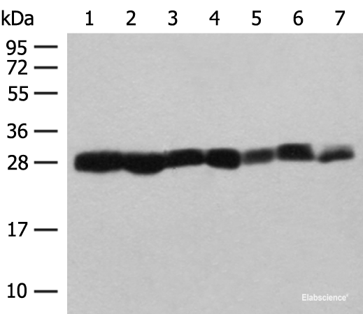 Western blot analysis of NIH/3T3 A549 HL60 and PC3 cell Mouse liver tissue Mouse spleen tissue Hela cell lysates using PSMA3 Polyclonal Antibody at dilution of 1:200