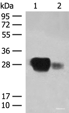 Western blot analysis of Raji cell and Human spleen tissue lysates using HLA-DPB1 Polyclonal Antibody at dilution of 1:350