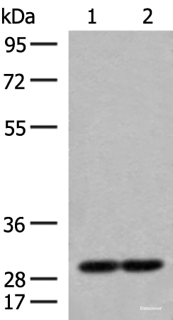 Western blot analysis of 231 and Jurkat cell lysates using MRPS18B Polyclonal Antibody at dilution of 1:250