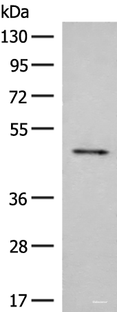 Western blot analysis of Mouse small intestines tissue lysate using SCRN2 Polyclonal Antibody at dilution of 1:350
