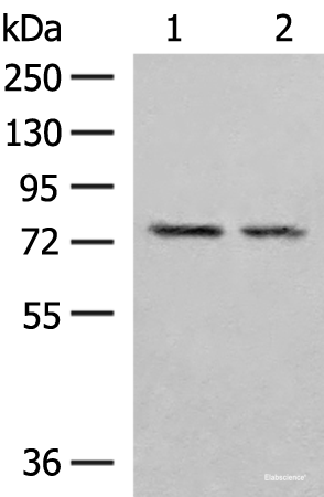 Western blot analysis of NIH/3T3 and RAW264.7 cell lysates using PDIA4 Polyclonal Antibody at dilution of 1:300