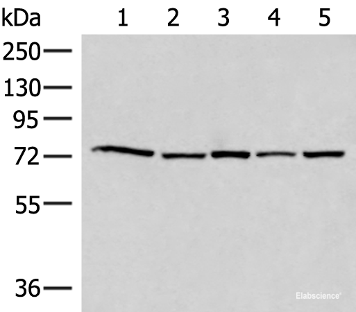 Western blot analysis of 293T Hela HepG2 231 and TM4 cell lysates using ATMIN Polyclonal Antibody at dilution of 1:500
