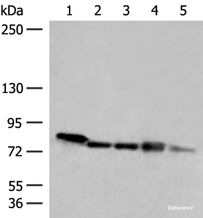Western blot analysis of 293T HepG2 A172 cell Mouse heart tissue Jurkat cell lysates using MCCC1 Polyclonal Antibody at dilution of 1:300