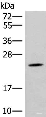 Western blot analysis of Mouse brain tissue lysate using TBPL1 Polyclonal Antibody at dilution of 1:400