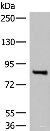 Western blot analysis of Mouse brain tissue lysate using RTN1 Polyclonal Antibody at dilution of 1:400