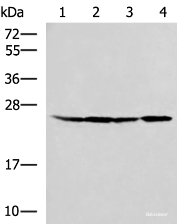 Western blot analysis of HT29 A549 Hela and LOVO cell lysates using RPL13A Polyclonal Antibody at dilution of 1:1000