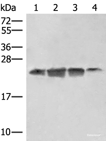 Western blot analysis of 293T HT29 and A172 cell lysates using EIF3K Polyclonal Antibody at dilution of 1:550