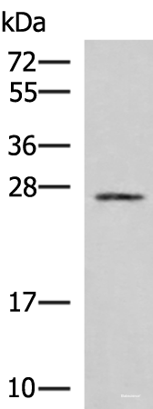 Western blot analysis of 293T cell lysate using SNRPB2 Polyclonal Antibody at dilution of 1:1000