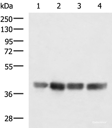 Western blot analysis of LOVO K562 Jurkat and Hela cell lysates using MRPS35 Polyclonal Antibody at dilution of 1:900