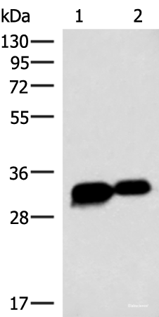 Western blot analysis of HepG2 cell Mouse heart tissue lysates using HCCS Polyclonal Antibody at dilution of 1:4000