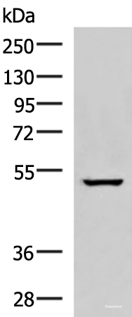 Western blot analysis of A549 cell lysate using NKD2 Polyclonal Antibody at dilution of 1:600