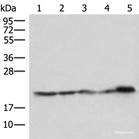 Western blot analysis of Hela HepG2 Jurkat and PC3 cell Mouse kidney tissue lysates using ATP5PD Polyclonal Antibody at dilution of 1:550