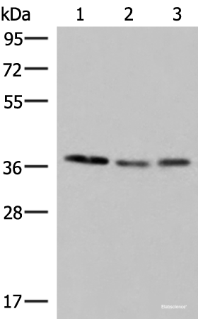 Western blot analysis of HepG2 Hela and PC-3 cell lysates using POLR3F Polyclonal Antibody at dilution of 1:350