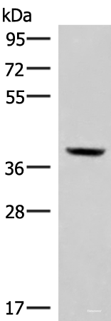 Western blot analysis of Mouse kidney tissue lysate using MEST Polyclonal Antibody at dilution of 1:350