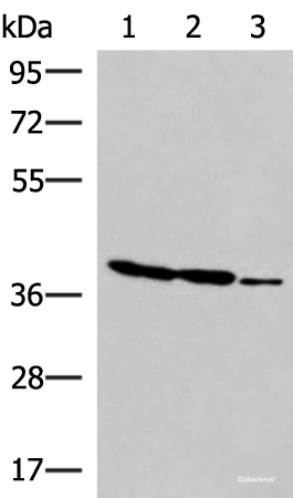 Western blot analysis of HT-29 K562 and HUVEC cell lysates using GIMAP2 Polyclonal Antibody at dilution of 1:1000