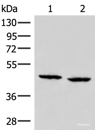 Western blot analysis of PC3 and Hela cell lysates using ZFYVE27 Polyclonal Antibody at dilution of 1:350