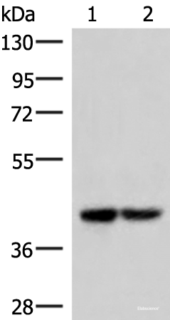 Western blot analysis of 293T cell lysates using IQCD Polyclonal Antibody at dilution of 1:1000