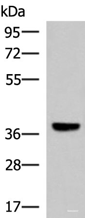 Western blot analysis of Mouse liver tissue lysate using LRG1 Polyclonal Antibody at dilution of 1:1000