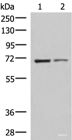 Western blot analysis of K562 and HepG2 cell lysates using EWSR1 Polyclonal Antibody at dilution of 1:1000