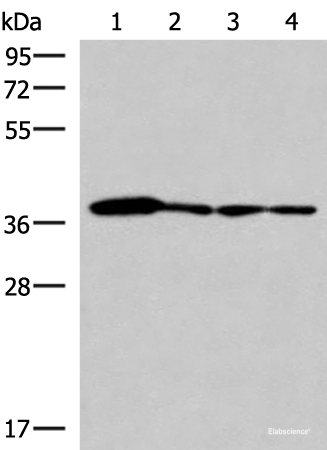 Western blot analysis of 293T PC3 A549 and HepG2 cell lysates using ELAC1 Polyclonal Antibody at dilution of 1:800