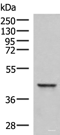 Western blot analysis of Hela cell lysate using SAMSN1 Polyclonal Antibody at dilution of 1:800