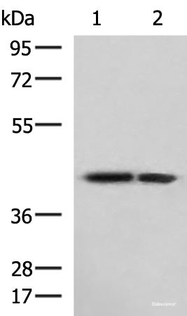 Western blot analysis of Human cerebrum tissue and Human cerebella tissue lysates using ATP6V1C1 Polyclonal Antibody at dilution of 1:800