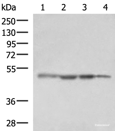 Western blot analysis of HepG2 cell Human fetal liver tissue K562 cell NIH/3T3 cell lysates using RHAG Polyclonal Antibody at dilution of 1:1600