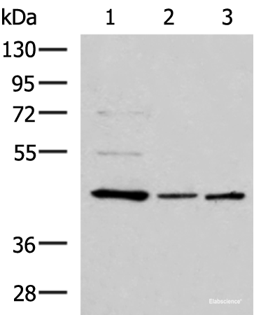 Western blot analysis of HepG2 HL60 and K562 cell lysates using ACTL6B Polyclonal Antibody at dilution of 1:800