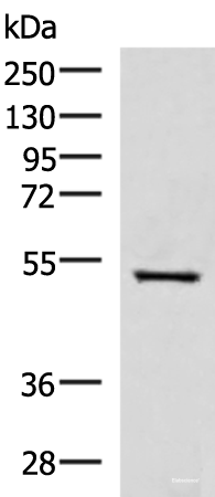 Western blot analysis of HepG2 cell lysate using FDXR Polyclonal Antibody at dilution of 1:1000