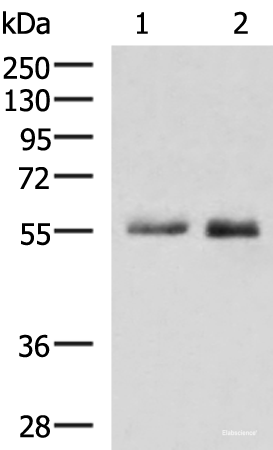 Western blot analysis of HepG2 cell Mouse small intestines tissue lysates using PEPD Polyclonal Antibody at dilution of 1:1000