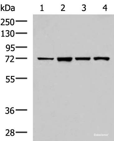 Western blot analysis of Jurkat cell Mouse liver tissue HepG2 cell Mouse kidney tissue lysates using ZAP70 Polyclonal Antibody at dilution of 1:800