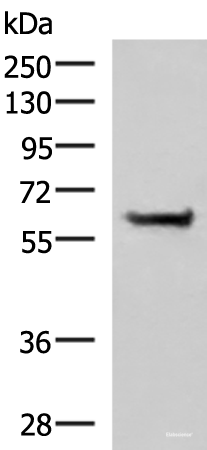 Western blot analysis of NIH/3T3 cell lysate using PPP2R1A Polyclonal Antibody at dilution of 1:850