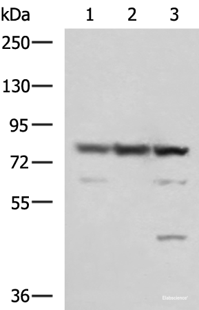 Western blot analysis of 231 A549 and LO2 cell lysates using SORBS2 Polyclonal Antibody at dilution of 1:1350