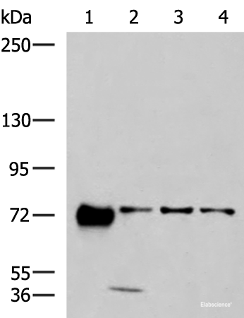Western blot analysis of 293T A549 and A172 cell lysates using PPEF1 Polyclonal Antibody at dilution of 1:1300