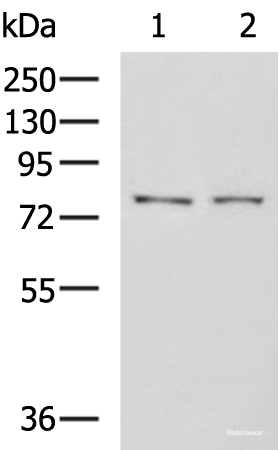 Western blot analysis of K562 cell Mouse liver tissue lysates using GPCPD1 Polyclonal Antibody at dilution of 1:650