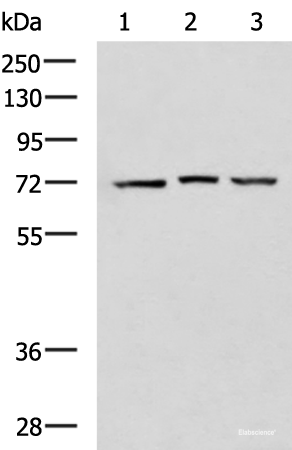 Western blot analysis of 293T cell lysates using DHX58 Polyclonal Antibody at dilution of 1:900