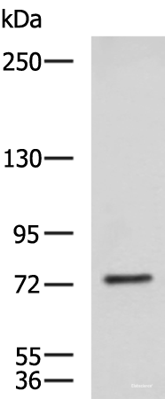 Western blot analysis of NIH/3T3 cell lysate using KIF2A Polyclonal Antibody at dilution of 1:850