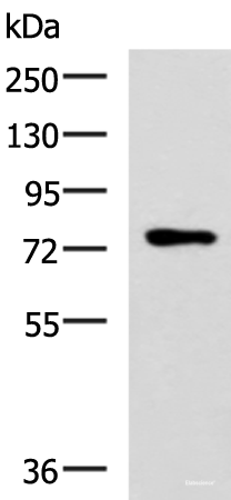 Western blot analysis of Mouse thymus tissue lysate using L3MBTL2 Polyclonal Antibody at dilution of 1:800