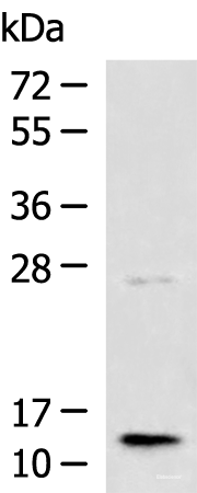 Western blot analysis of Human liver tissue lysate using TMEM141 Polyclonal Antibody at dilution of 1:1000