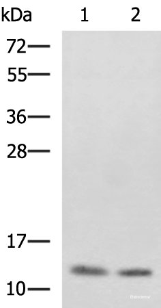 Western blot analysis of SKOV3 and Raji cell lysates using PHF5A Polyclonal Antibody at dilution of 1:800