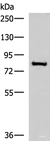 Western blot analysis of RAW264.7 cell lysate using NPHP1 Polyclonal Antibody at dilution of 1:800