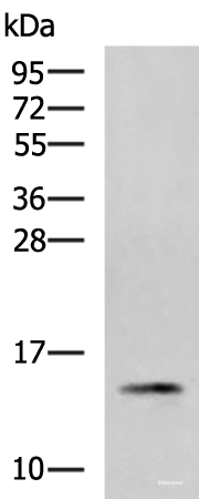 Western blot analysis of 231 cell lysate using PHPT1 Polyclonal Antibody at dilution of 1:800