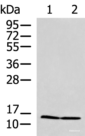 Western blot analysis of HepG2 and Jurkat cell lysates using PAM16 Polyclonal Antibody at dilution of 1:700