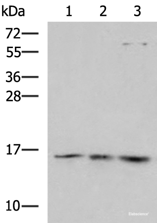 Western blot analysis of Mouse brain tissue 231 Jurkat cell lysates using H2AFJ Polyclonal Antibody at dilution of 1:800