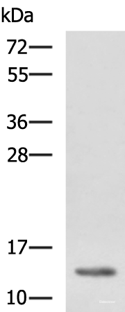Western blot analysis of K562 cell lysate using HBZ Polyclonal Antibody at dilution of 1:1150