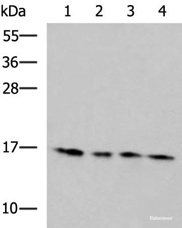 Western blot analysis of 293T Hela HepG2 and Jurkat cell lysates using MRPL42 Polyclonal Antibody at dilution of 1:650