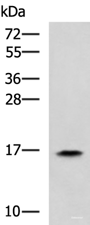 Western blot analysis of HL60 cell lysate using RPS14 Polyclonal Antibody at dilution of 1:900
